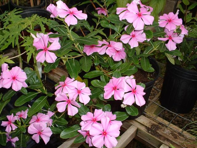 Potted Plants - Companion Plants - Catharanthus Roseus