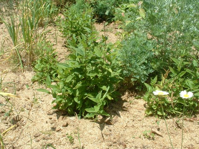 Potted Plants - Companion Plants - Stachys affinis Chinese Artichoke