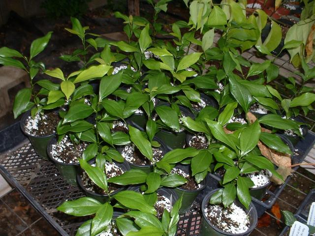 cinnamon basil plant Cinnamon Basil Seeds (Organic) main image 1