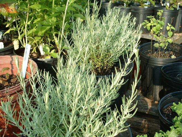 Companion Plants - Companion Plants | Ohio Medicinal Plants, Herbs & Seeds  for Sale - | Nicotiana rustica | Seed | Wild Aztec Tobacco
