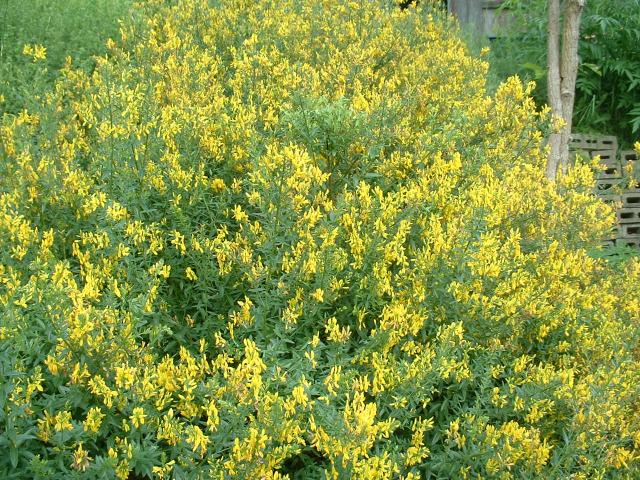 Companion Plants - Companion Plants | Ohio Medicinal Plants, Herbs & Seeds  for Sale - | Genista tinctoria | Dyers Broom | perennial | dye |