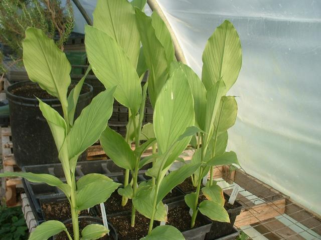 Potted Plants - Companion Plants - Curcuma domestica Turmeric Curcuma longa