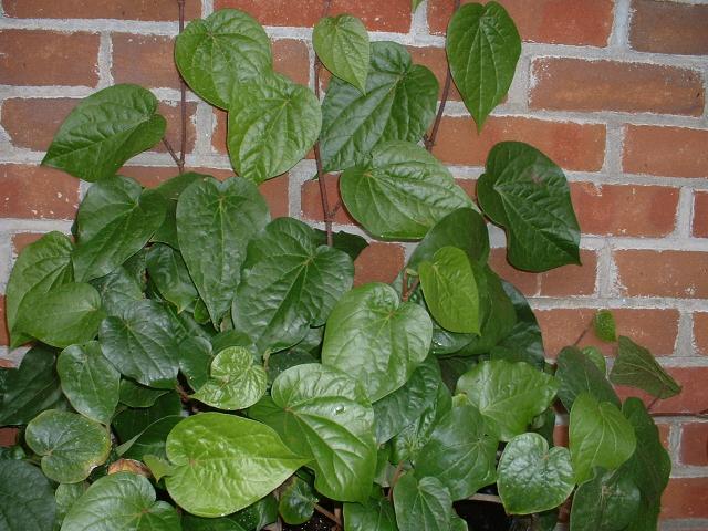 flamingo plant white White Anthurium andraeanum / 'Flamingo Plant' – plantsandpapers main image 1
