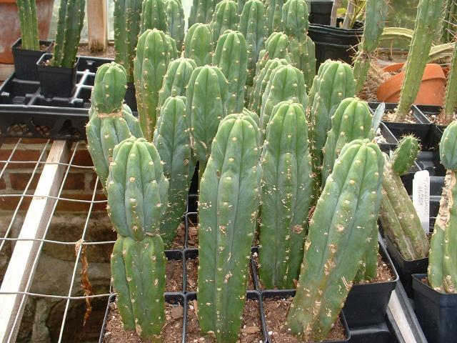 Companion Plants - Companion Plants | Ohio Medicinal Plants, Herbs & Seeds  for Sale - | Trichocereus pachanoi | San Pedro | San Pedro Cactus |