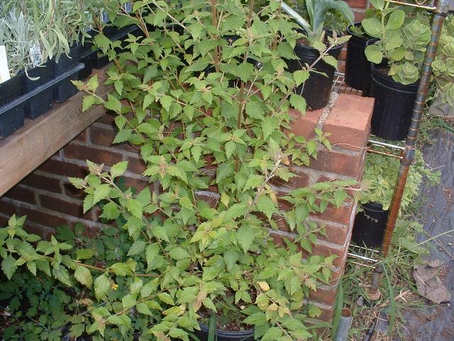 Companion Plants - Companion Plants | Ohio Medicinal Plants, Herbs & Seeds  for Sale - | Calea zacatechichi | Aztec Dream Herb |tender| medicinal |