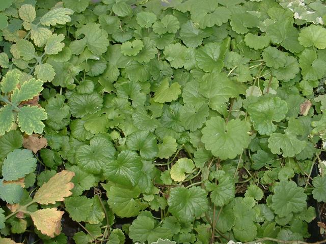 Potted Plants - Companion Plants - Glechoma hederacea