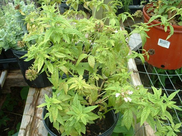 clematis plant white Clematis Hyde Hall™ Potted Clematis Plant