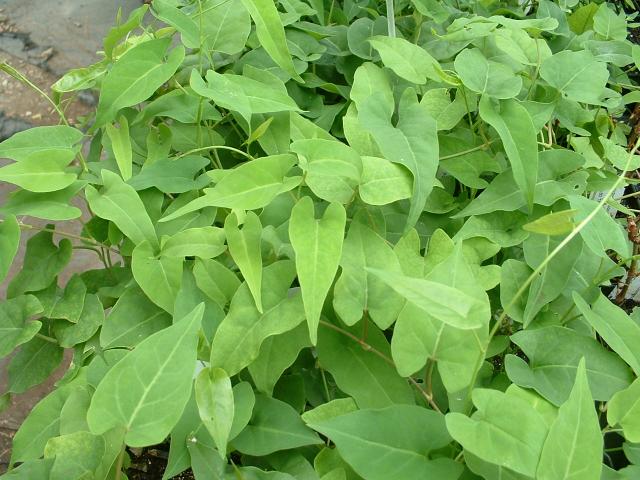 full grown coffee arabica plant Coffea arabica, 