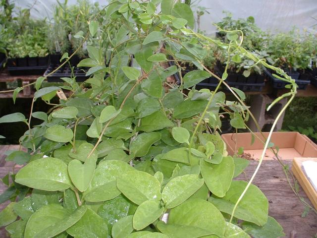 colocasia plants for sale Colocasia esculenta Black Coral