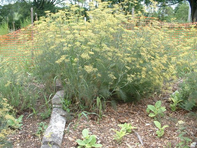 Potted Plants - Companion Plants - Foeniculum vulgare var.