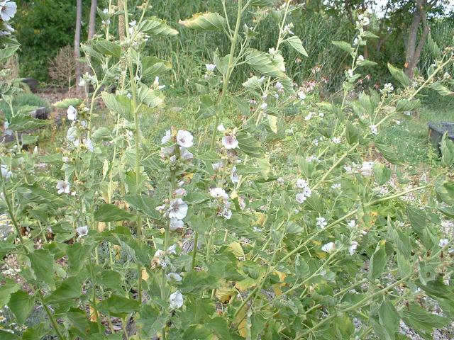 Companion Plants - Companion Plants | Ohio Medicinal Plants, Herbs & Seeds  for Sale - Althea officinalis | seed | Marsh Mallow | Hardy Perennial |