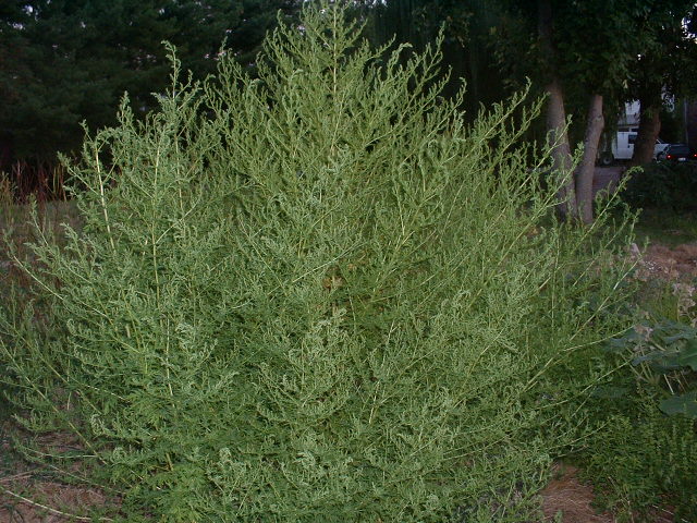 Sweet Wormwood (Artemisia annua) - Cambridge Botanic Garden