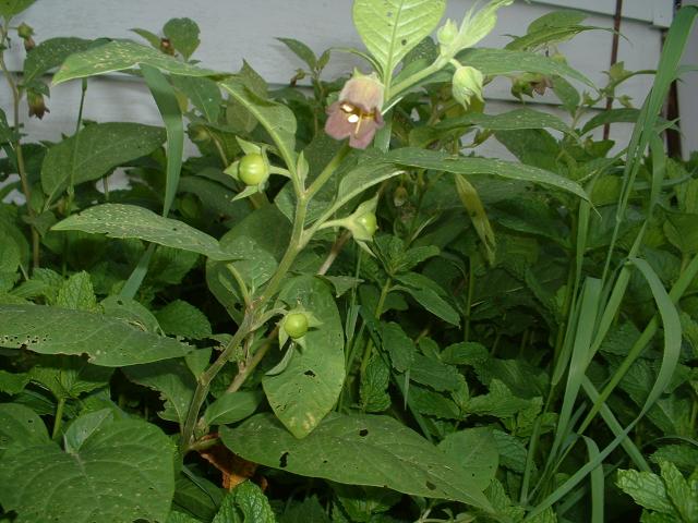 Companion Plants - Plants | Ohio Medicinal Plants, Herbs & Seeds Sale - | Atropa belladonna | Plant Belladonna| Hardy perennial