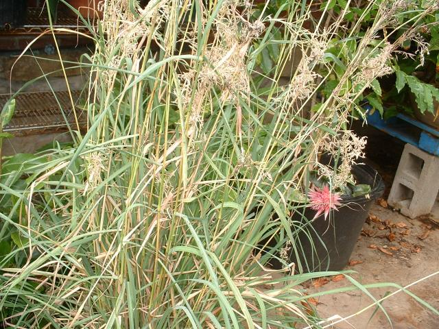 Companion Plants - Companion Plants | Ohio Medicinal Plants, Herbs & Seeds  for Sale - | Cymbopogan nardus | Citronella Grass | Citronella |