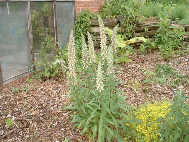 Companion Plants - Companion Plants | Ohio Medicinal Plants, Herbs & Seeds  for Sale - Digitalis lanata | Seed | Grecian Foxglove | Foxglove |