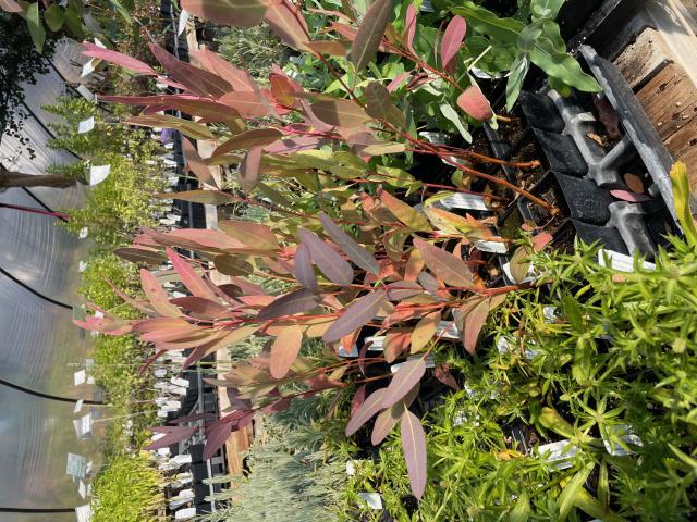 tobacco companion plants Where do you recommend planting plants? Should it go near the garden? Is there plants? When do you next transplant? Buy tobacco seeds in bulk online. Nicotiana 'Lime Green' (Flowering Tobacco)