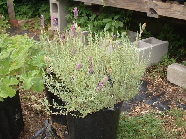 Companion Plants - Companion Plants | Ohio Medicinal Plants, Herbs & Seeds  for Sale - | Lavandula stoechas | Spanish Lavender | Lavender |