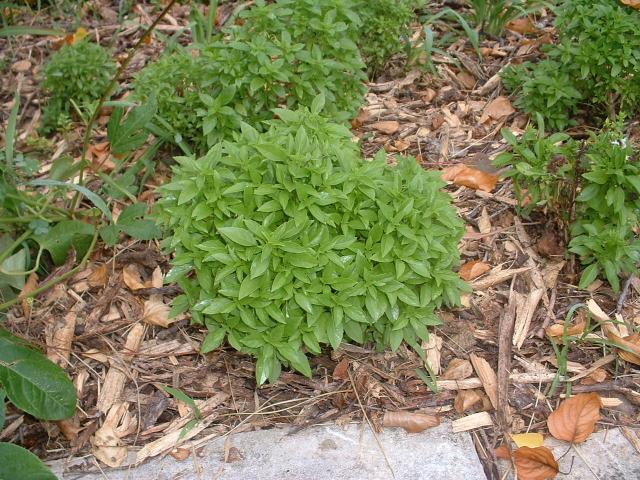 Seeds - Companion Plants - Ocimum viride (Seed)