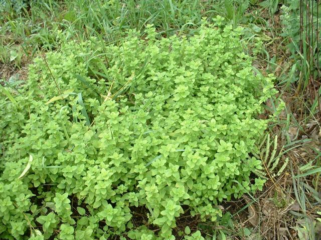 Potted Plants - Companion Plants - Origanum vulgare 'Aureum'