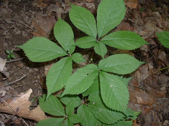 Companion Plants - Companion Plants | Ohio Medicinal Plants, Herbs & Seeds  for Sale - | Panax quinquefolium |Plant| Ginseng | Medicinal | Native |