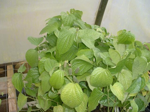 a golden guide hallucinogenic plants Encyclopedia of Strangely Named Plants – Hello Moppet main image 1