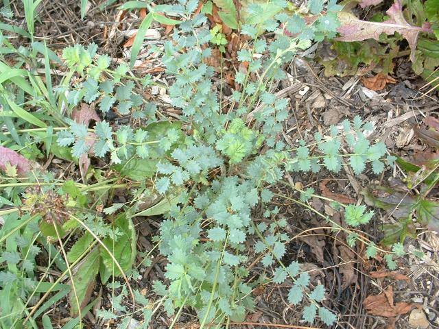 Salad Burnet Plants For Sale, Songuisorba Minor