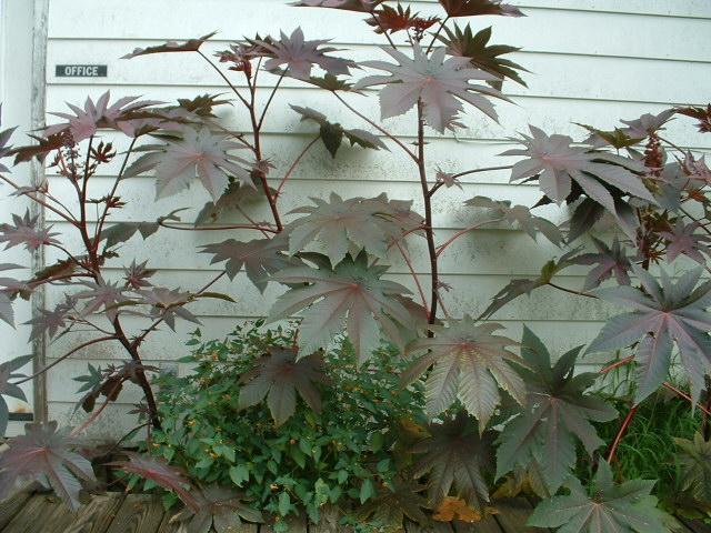 Companion Plants - Companion Plants | Ohio Medicinal Plants, Herbs & Seeds  for Sale - | Ricinus communis | Seed | Purple New Zealand Castor Bean |