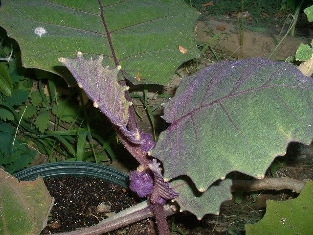 Companion Plants - Companion Plants | Ohio Medicinal Plants, Herbs & Seeds  for Sale - Solanum quitoense