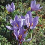 Crocus sativus - 4\" POT